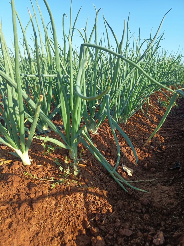 huerta la temporada (22)